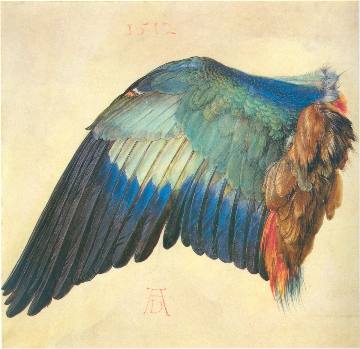 Wing of a Blue Roller by Dürer